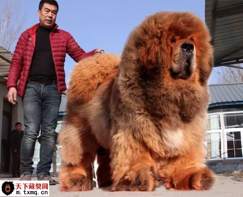 大亮:18310501532 中华雄狮藏獒园 联系人:毛总 电话:15801000060