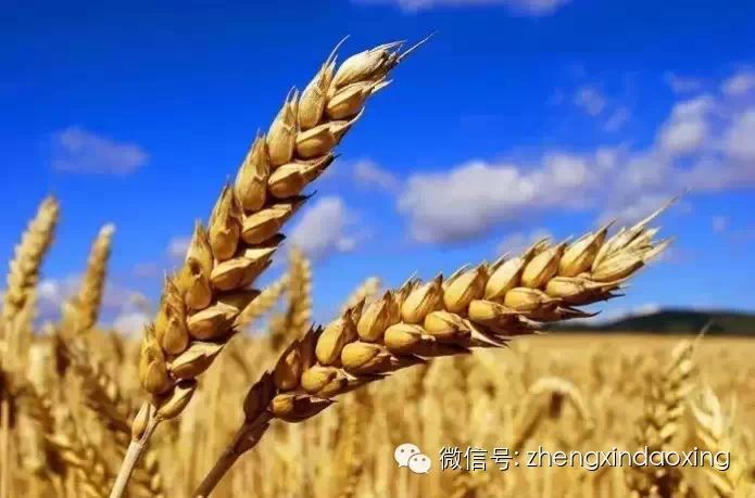 大米粮食粘贴画鱼
