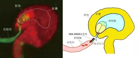 科学家揭示植物雌雄识别的分子机制