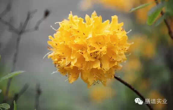 【健康观点】备孕养生准妈妈:这些绿色植物千万不能碰!-怀孕期