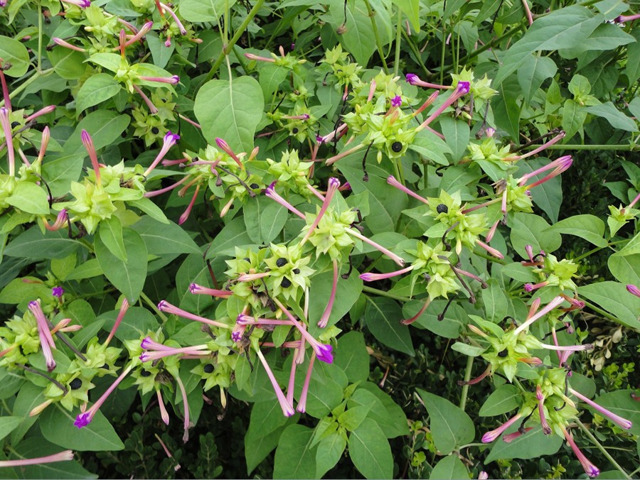 【健康观点】备孕养生准妈妈:这些绿色植物千万不能碰!-怀孕期