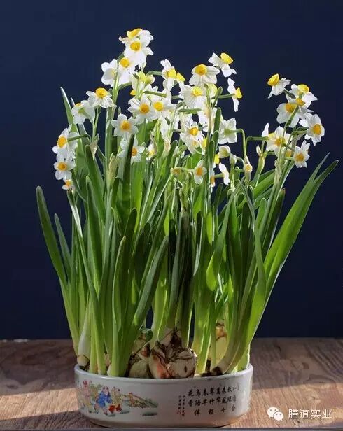 【健康观点】备孕养生准妈妈:这些绿色植物千万不能碰!-怀孕期