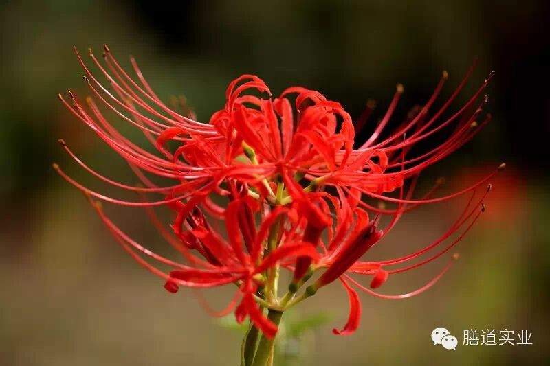 【健康观点】备孕养生准妈妈:这些绿色植物千万不能碰!-怀孕期