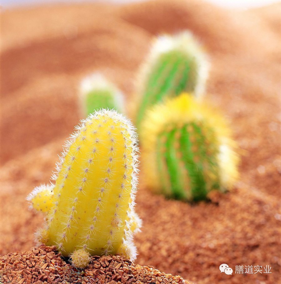 【健康观点】备孕养生准妈妈:这些绿色植物千万不能碰!-怀孕期