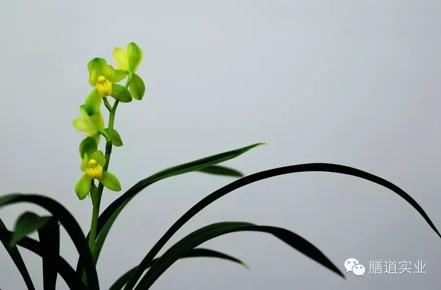 【健康观点】备孕养生准妈妈:这些绿色植物千万不能碰!-怀孕期