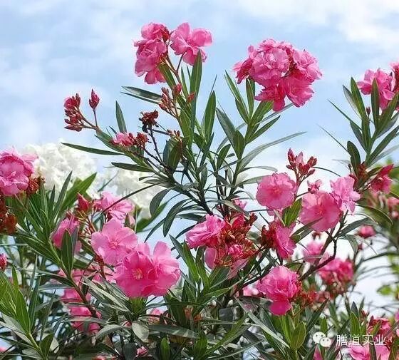 【健康观点】备孕养生准妈妈:这些绿色植物千万不能碰!-怀孕期