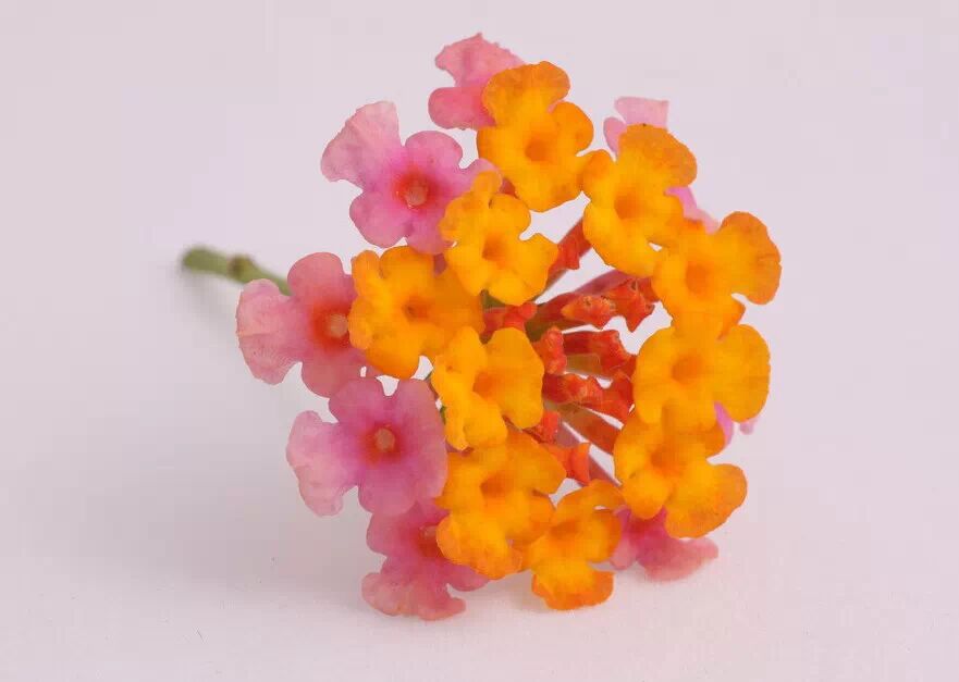 【健康观点】备孕养生准妈妈:这些绿色植物千万不能碰!-怀孕期