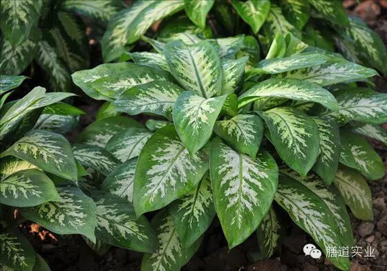 【健康观点】备孕养生准妈妈:这些绿色植物千万不能碰!-怀孕期