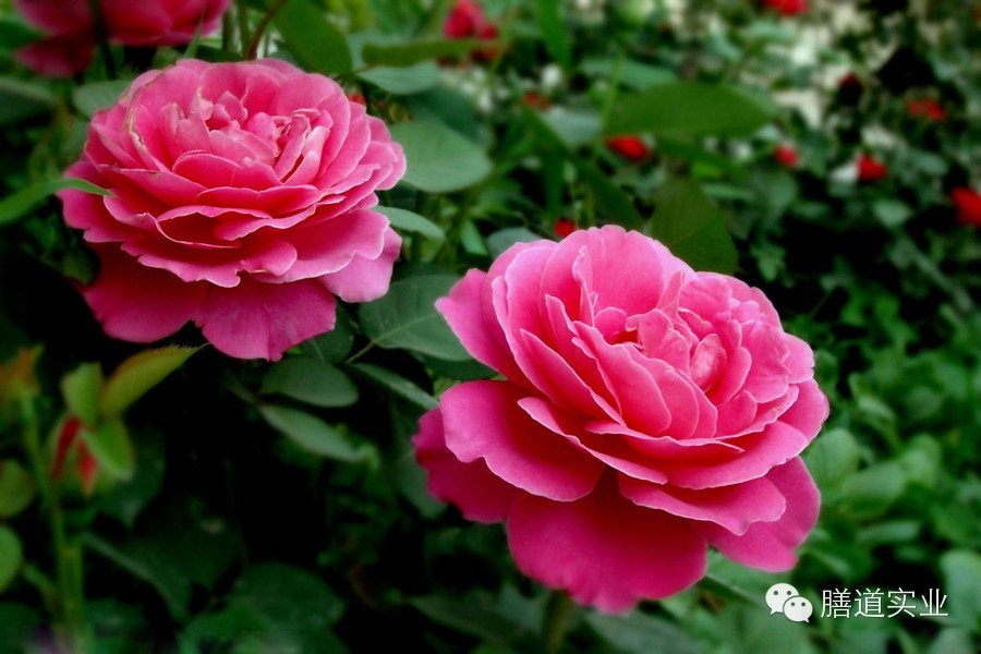 【健康观点】备孕养生准妈妈:这些绿色植物千万不能碰!-怀孕期