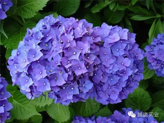 【健康观点】备孕养生准妈妈:这些绿色植物千万不能碰!-怀孕期