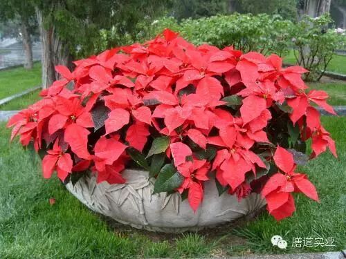 【健康观点】备孕养生准妈妈:这些绿色植物千万不能碰!-怀孕期