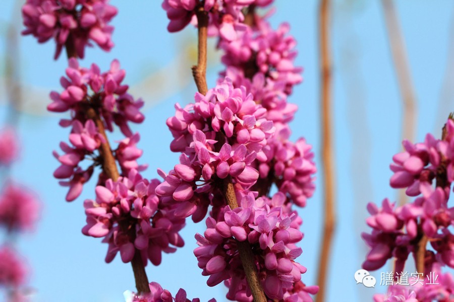 【健康观点】备孕养生准妈妈:这些绿色植物千万不能碰!-怀孕期