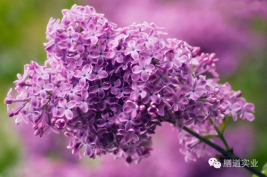 【健康观点】备孕养生准妈妈:这些绿色植物千万不能碰!-怀孕期