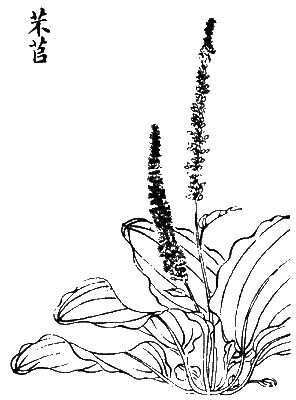 《诗经》第八篇《芣苢》