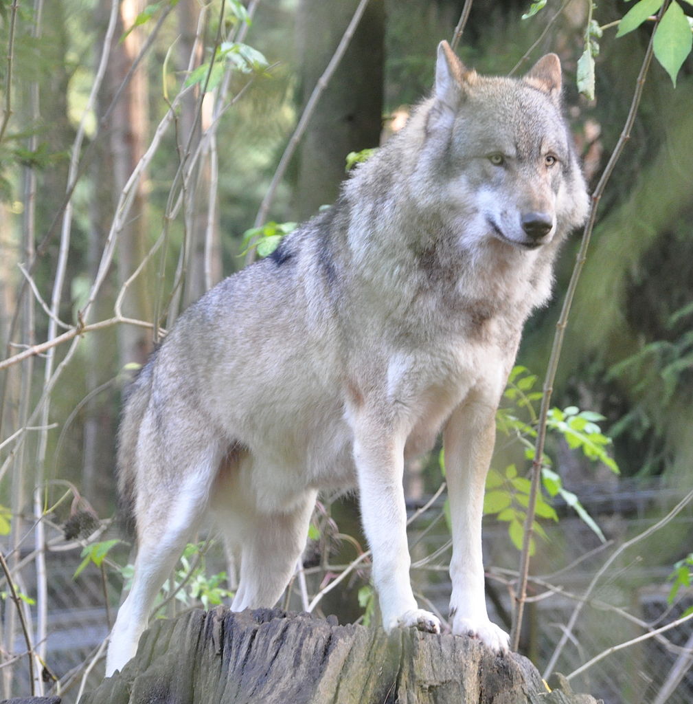 还原狼的本色 ——动物学者眼中的狼图腾(张劲硕)