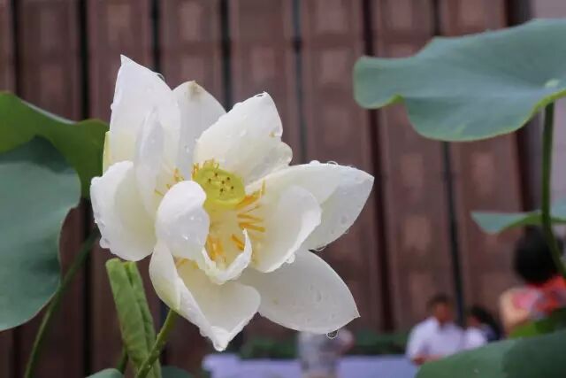 好消息 | 根居地集团受邀参加2016中山荷文化旅游节