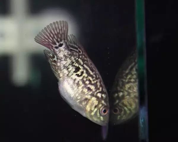 (1)珍珠马骝罗汉鱼苗:鱼苗有很明显的猴脸特征,市面上