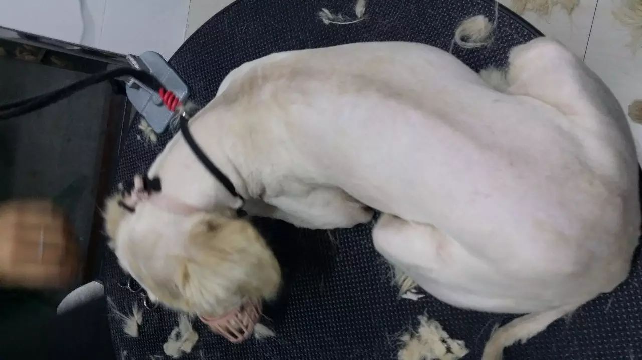 泰迪剃毛多少钱
