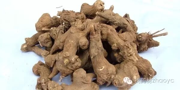 吃什么中药材养胃！