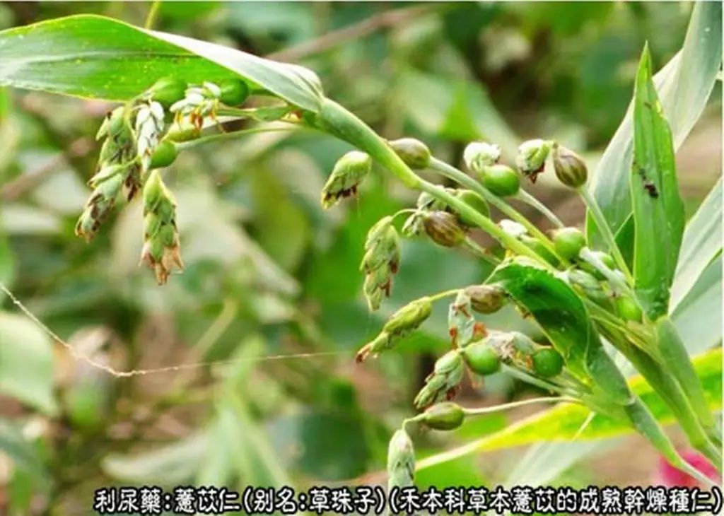 爷孙俩的中医故事第四册(2)薏苡仁