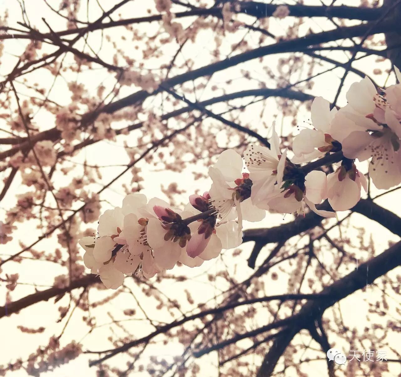 春天该听林俊杰