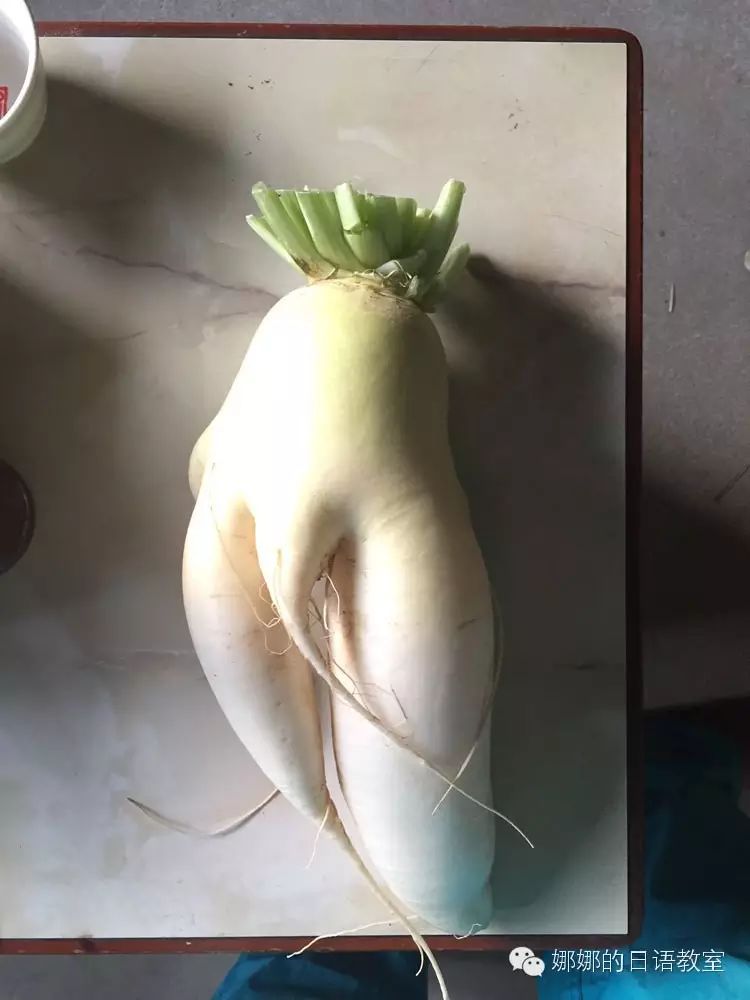▼叔叔家中出的快成精的萝卜