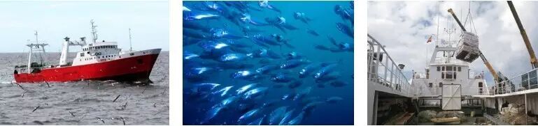 IBERCONSA携带阿根廷红虾，无须鳕，好吉鱼， 雪花鲳等产品亮相上海渔博会