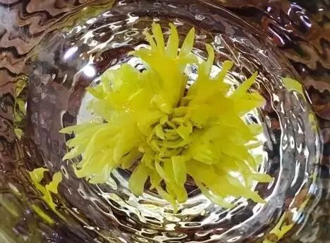 茶知识——皇菊