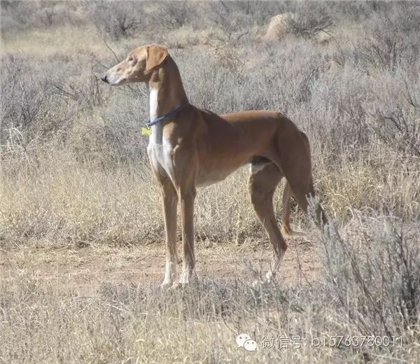 是中国古老的狩猎犬种,分为山东细犬和陕西细犬蒙古细三大类,蒙古细如