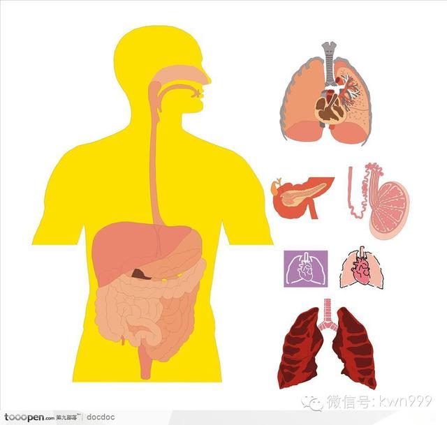 人体最重要的消化器官