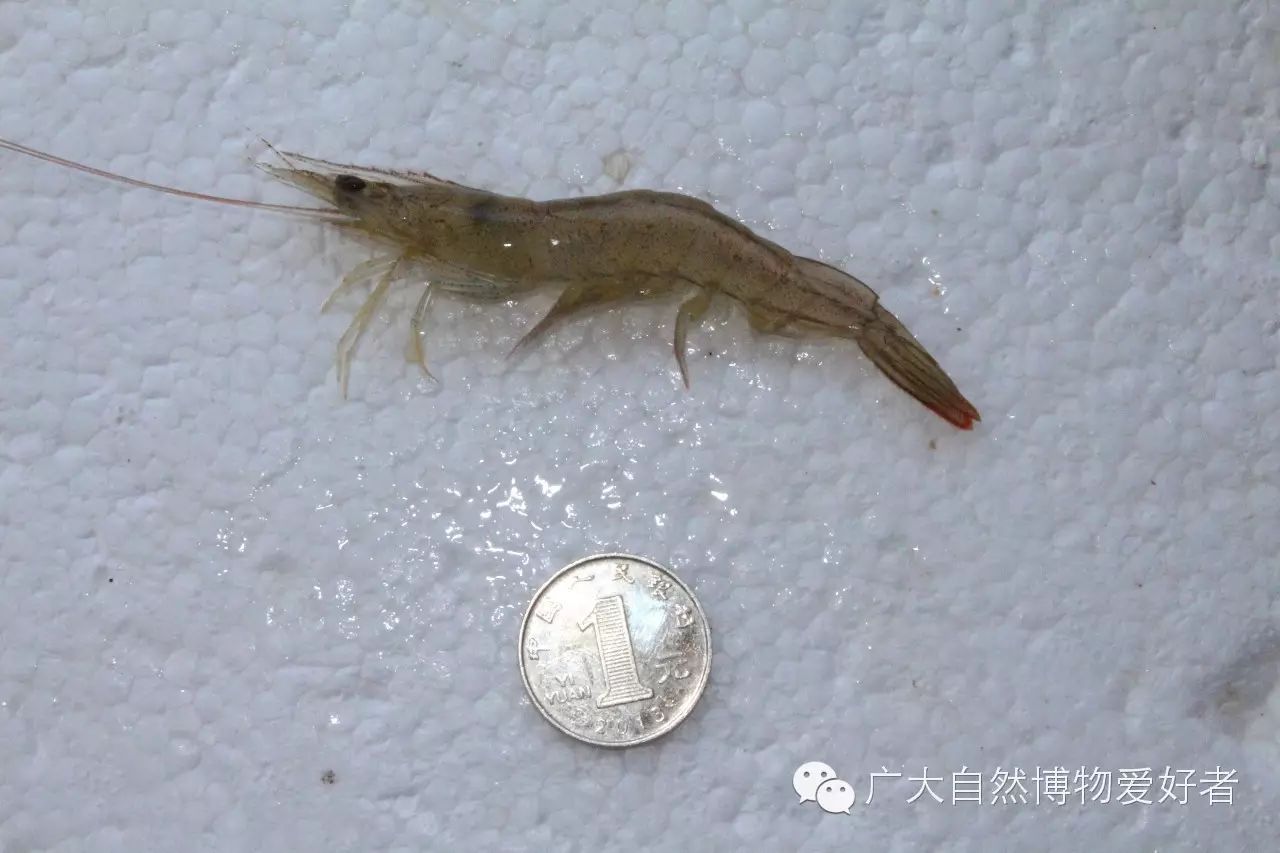 对虾科  长毛对虾 亚成 penaeus penicillatus 原产 太平洋 印度洋