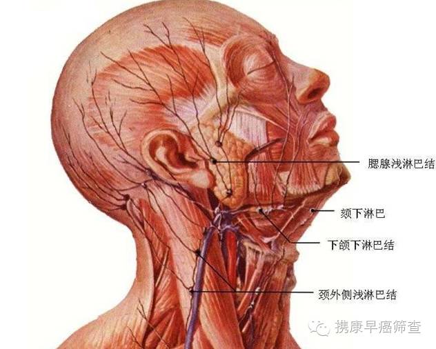 淋巴瘤到底可不可怕?为何世卫组织说它可治愈?