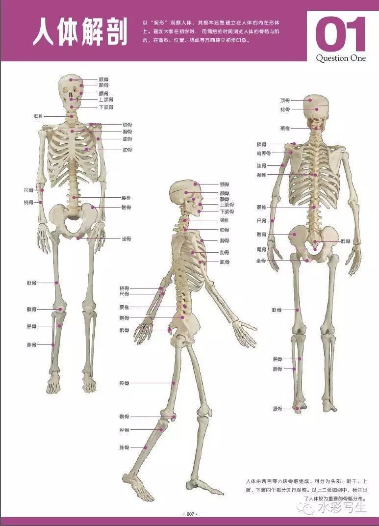 中西方人体艺术的差异和价值趋向 水彩人体绘画的表现