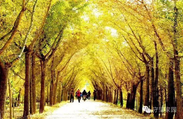 gdp增速_2015邳州gdp