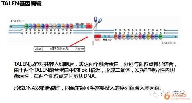 基因编辑被 诺贝尔奖风向标 青睐 健康界