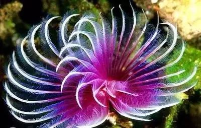 神奇的海底之花，惊艳了世界！