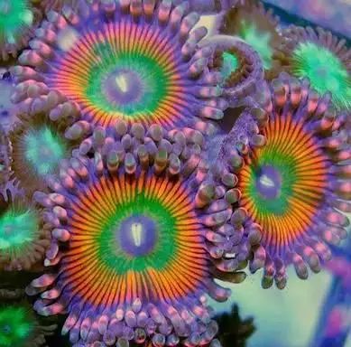 神奇的海底之花，惊艳了世界！
