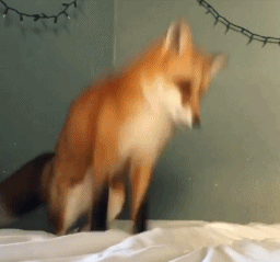 逗比到爆炸.不过别随便养哦.