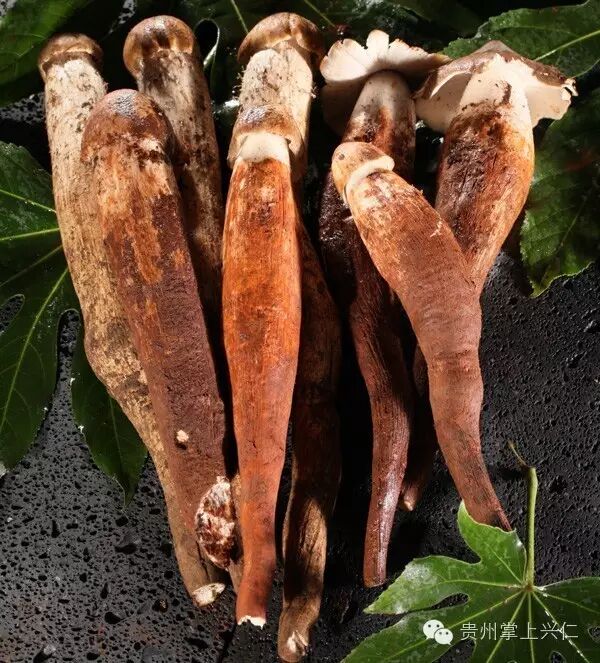 鸡枞菌_鸡枞菌汤_鸡枞菌和鸡油菌区别