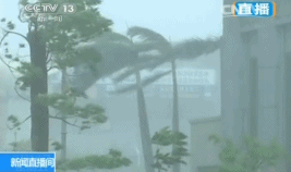 是减肥瘦出a4腰,筷子腿重要, 还是增肥保证台风天不被刮走重要?