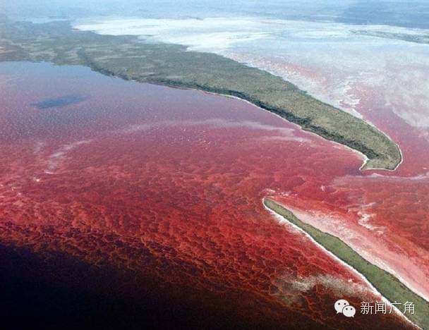 海鲜还能吃吗晋江安海湾围头湾海域赤潮扩大