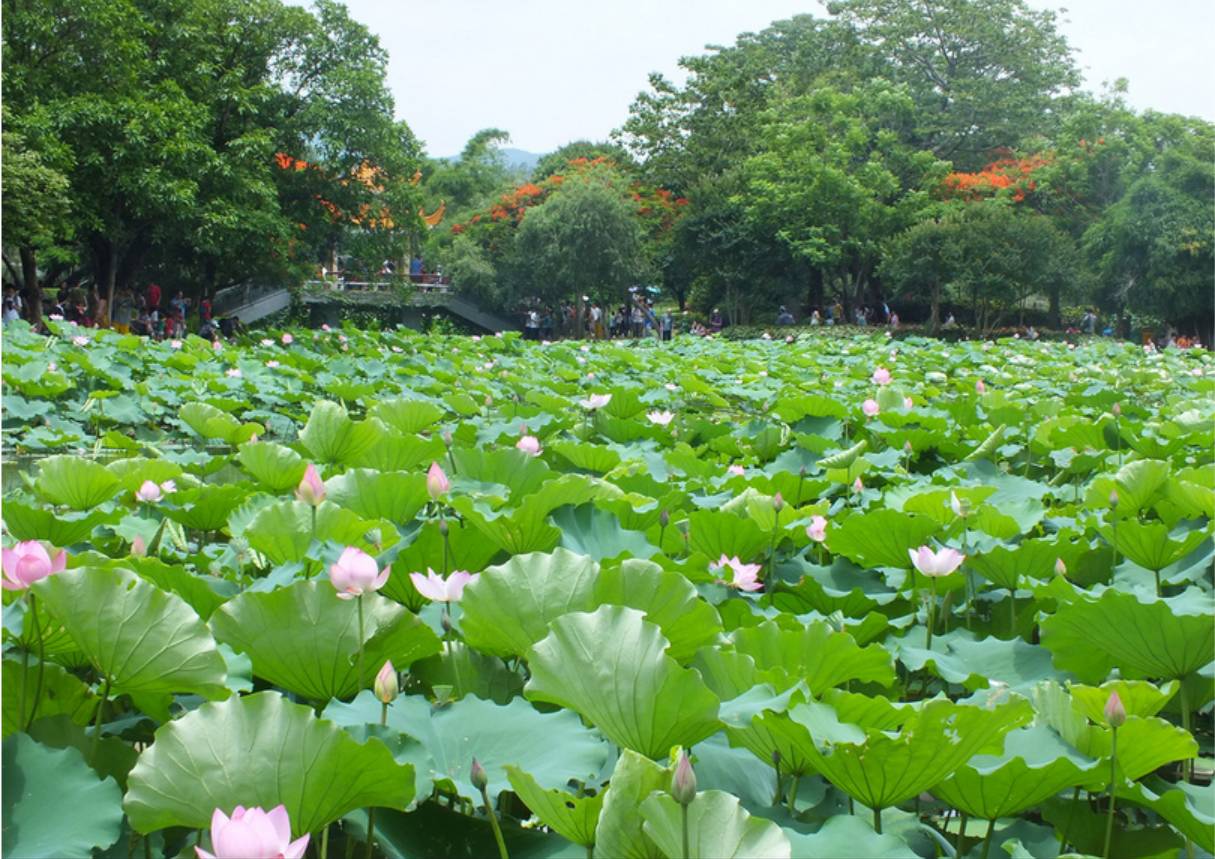 大公园荷花池(满眼荷花看得心静自然凉)