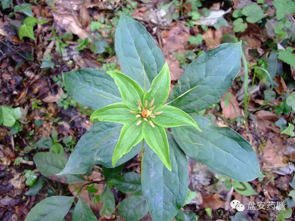 七叶一枝花