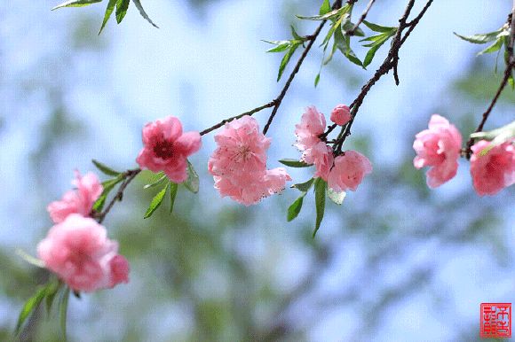 春风又扫梨花雪燕语重温故土情