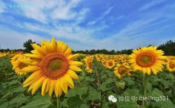 看看在阳光的映射下静静开放的向日葵,给自己的生活带来正能量