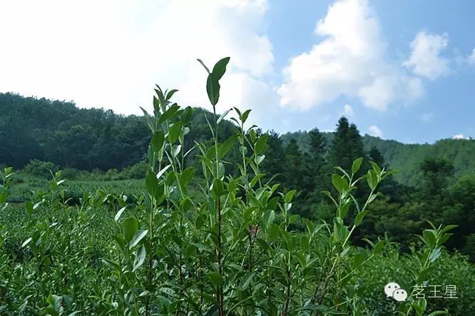 回安溪老家,亲近铁观音茶树