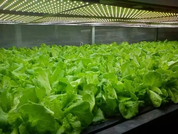 LED植物照明市场：低调中绽放