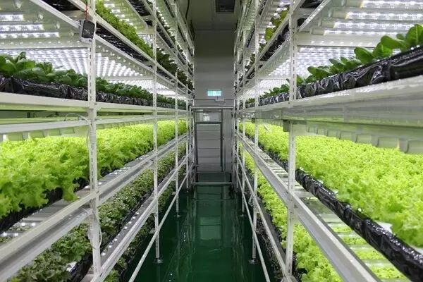 LED植物照明市场：低调中绽放