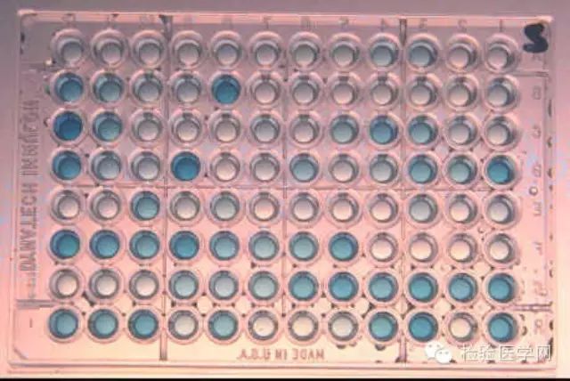 做 ELISA 实验操作时,这些你必须要知道