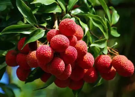 冰箱里不宜存放的10种食物,要牢记噢903 / 作者:恭城520小奈姐姐 / 帖子ID:112335 冰箱里不宜存放的10种食物,要牢记噢903 / 作者:恭城520小奈姐姐 / 帖子ID:112335